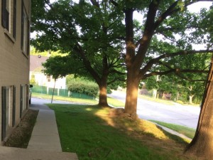 grass in dense shade