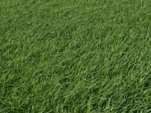 Estate lawn mix