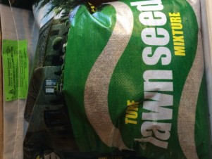 Overseeding grass seed 